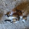 Turbo Peugeot Expert Furgón (VF3A_, VF3U_, VF3X_) 2.0 HDI 120 (120 cv)